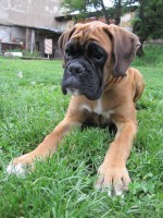 /album/fotogalerie-fotogalerie1/cerven-2010-041-jpg/